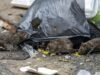 Pemerintah Targetkan Pengelolaan Sampah 100 Persen pada 2029, Tekankan Perubahan Perilaku di Hulu