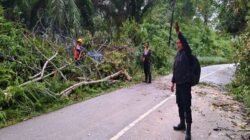 Petugas kepolisian dan kelistrikan mengevakuasi batang pohon tumbang yang menutupi akses jalan poros Rawak dan Nanga Taman di Kabupaten Sekadau.