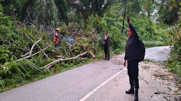 Petugas kepolisian dan kelistrikan mengevakuasi batang pohon tumbang yang menutupi akses jalan poros Rawak dan Nanga Taman di Kabupaten Sekadau.