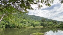 Hutan Lindung Bukit Luit dan Rentap di Sintang kini menjadi destinasi ekowisata populer dengan ribuan pengunjung yang menawarkan pesona alam serta budaya.
