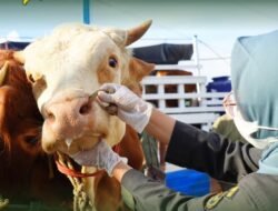 Jelang Iduladha, Karantina Kalbar Pastikan Sapi Masuk Sehat