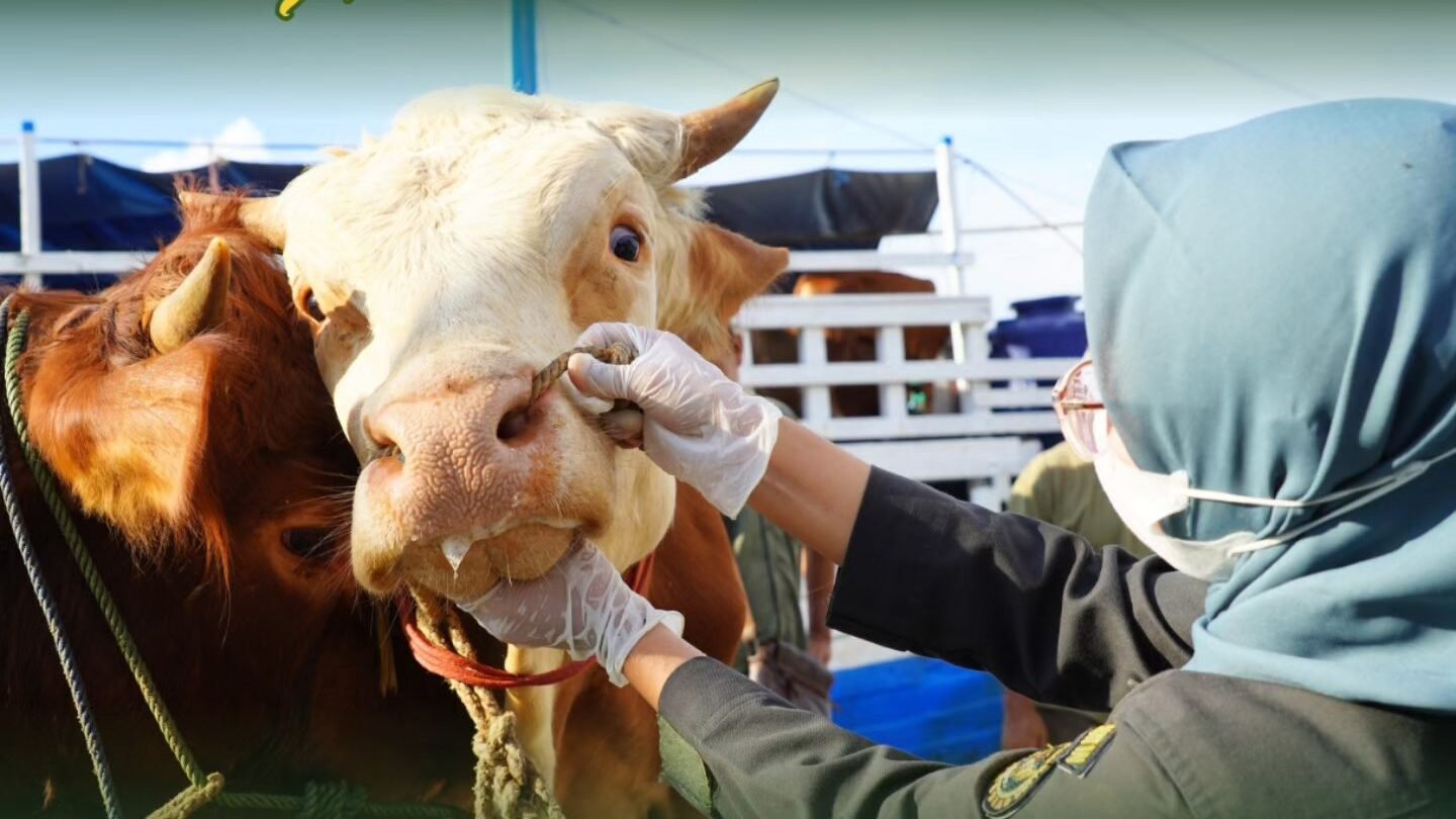 Petugas Karantina Kalimantan Barat sedang melakukan pemeriksaan fisik dan pengecekan mulut pada hewan ternak sapi menjelang Hari Raya Iduladha. (Dok. HO/Faktakalbar.id)